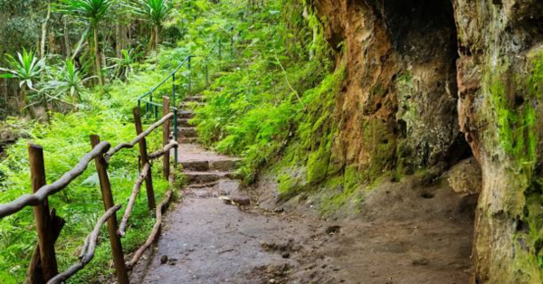 Karura Forest Park Fees
