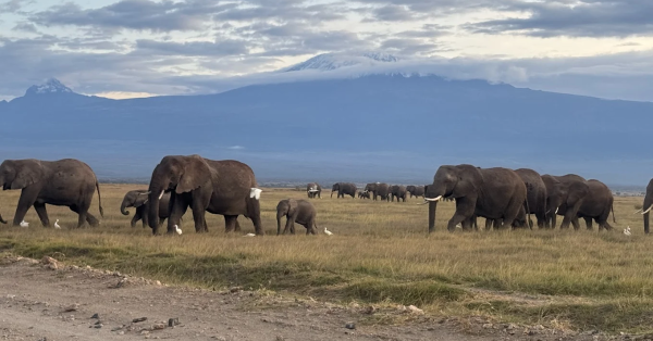 Top 10 Must-See Safari Destinations