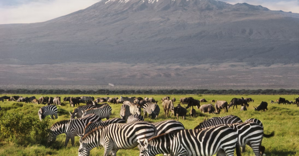Family Holidays in Amboseli