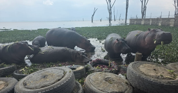 Best Kenya Safari Packages for 2026