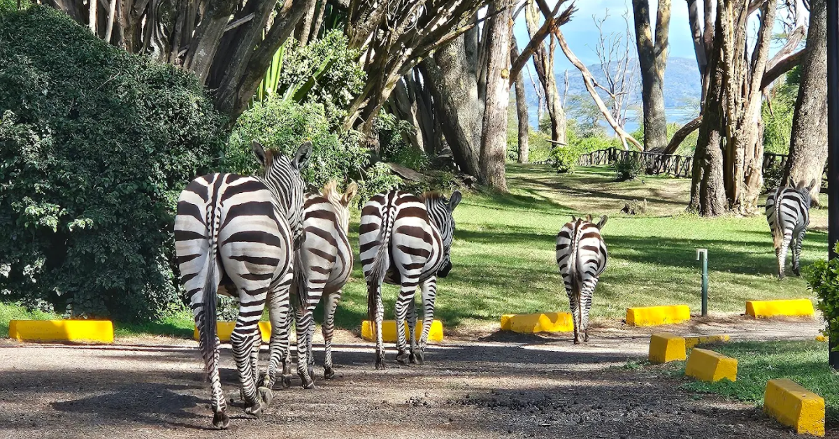 Lake Naivasha Sopa Lodge