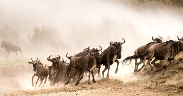 Wildebeest Migration Safari in Masai Mara