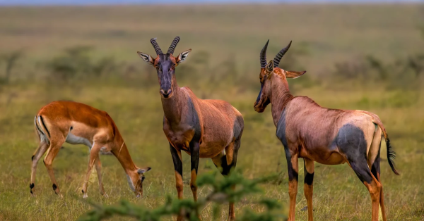 Best Kenya Safari Holidays