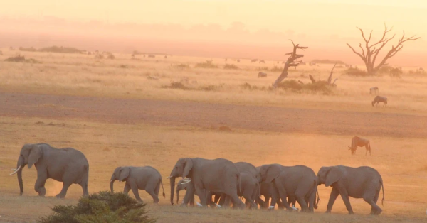Elewana Tortilis Camp Amboseli