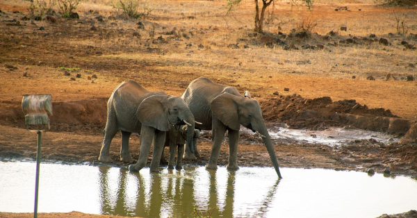 Kilaguni Serena Safari Lodge Tsavo