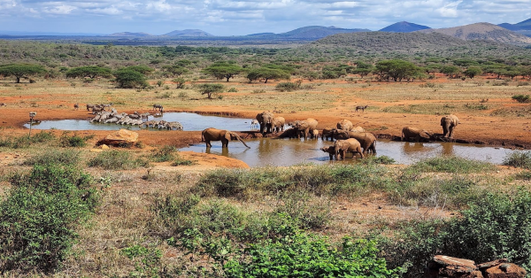 Kilaguni Serena Safari Lodge Tsavo