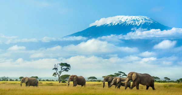 Kenya Safari Packages