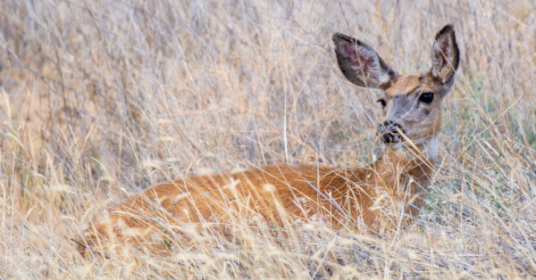 Best Maasai Mara Safari Packages