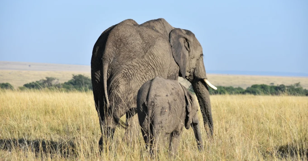 Mara Eden Safari Camp
