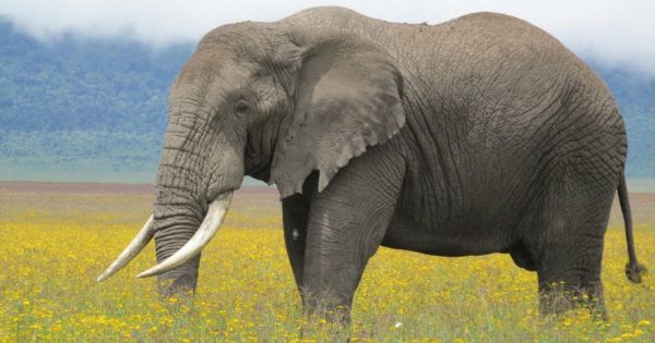 Team Building in Amboseli